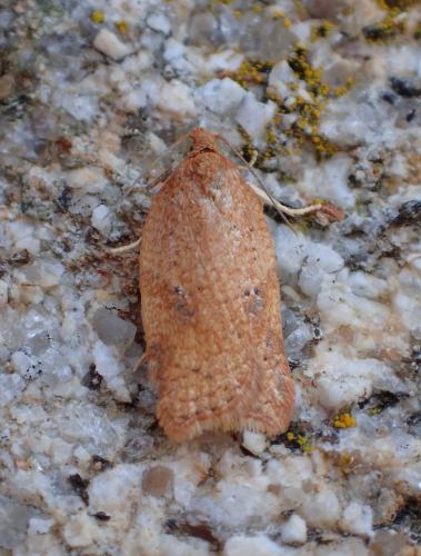 Acleris (notana-ferrugana)